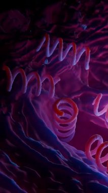 Treponema Pallidum Bakterileri Frengiye sebep oluyor