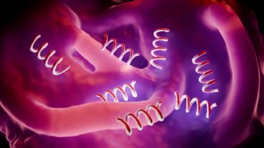 Treponema Pallidum Bakterileri Frengiye sebep oluyor