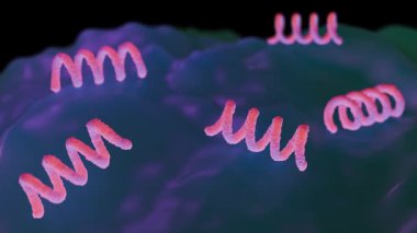 Treponema Pallidum Bakterileri Frengiye sebep oluyor