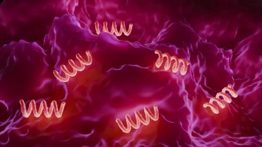 Treponema Pallidum Bakterileri Frengiye sebep oluyor