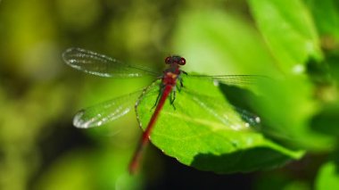Yeşil yapraklı yusufçuk