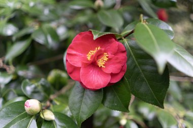 Yeşillikte kırmızı kamelya çiçeği
