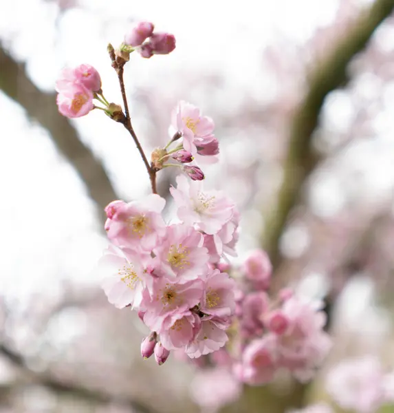 Ağaçtaki güzel pembe çiçekler, kiraz sakura çiçekli dal ağacı.