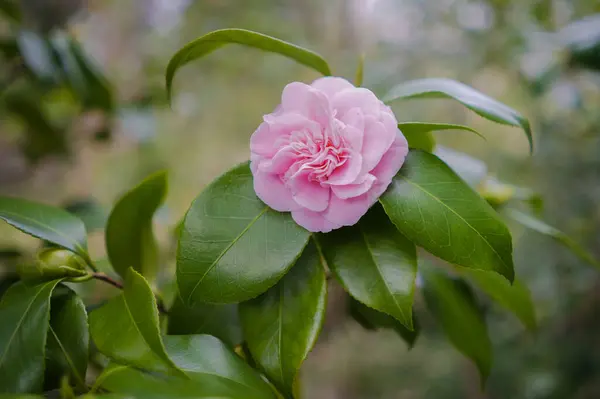 Yeşillikteki pembe kamelya çiçeği