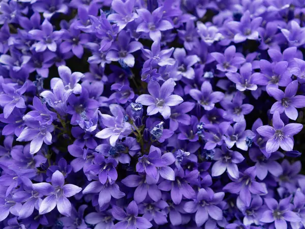 Campanula ve papatyalar çiçek açan bitki arka planı