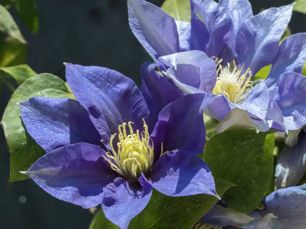 Clematis güzel çiçekler, çiçek konsepti 