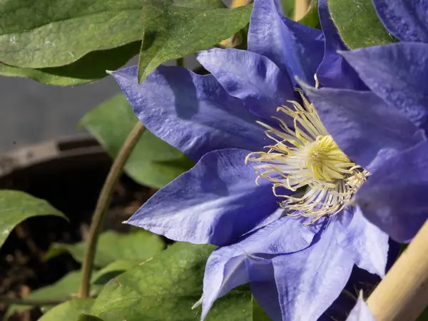 Clematis güzel çiçekler, çiçek konsepti 