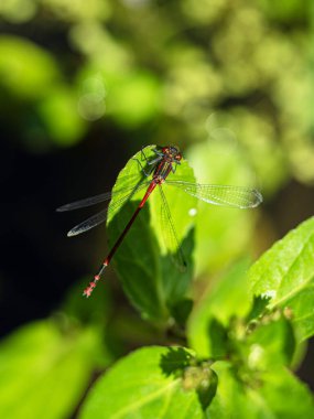 Yapraktaki yusufçuk
