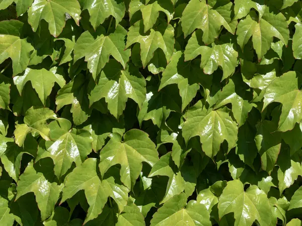 yeşil yapraklar desen, yeşillik arkaplan