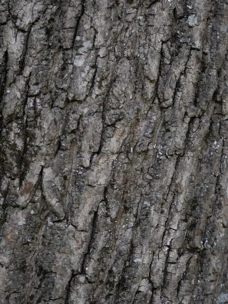 eski woden doku arkaplanı