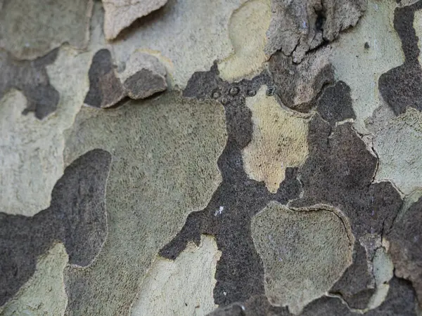 Eski beton doku arka planı. Ahşap doku arkaplanı.