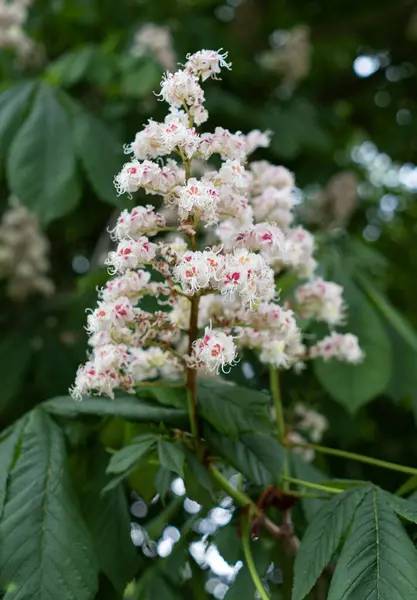 Güzel botanik fotoğrafı, doğal duvar kağıdı.