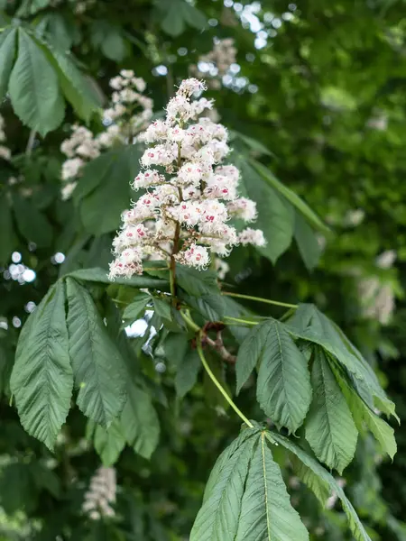 Bahçedeki güzel çiçekler