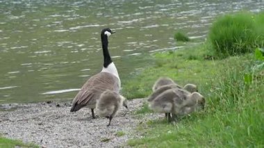 Yaban kazı yavruları gölde