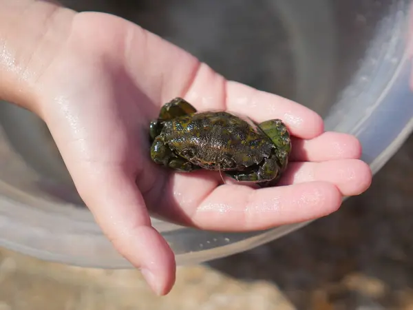 Yengeç tutan bir elin yakınına.