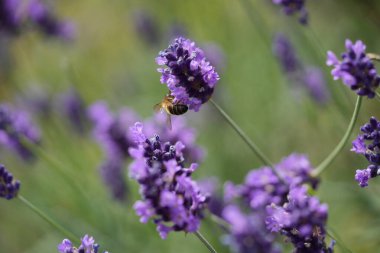 Lavanta çiçek açar, bir arı çiçek açar