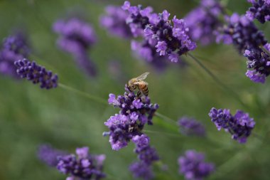 Lavanta çiçek açar, bir arı çiçek açar