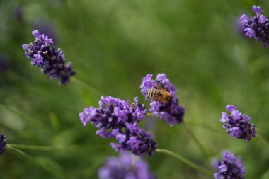 Lavanta çiçek açar, bir arı çiçek açar