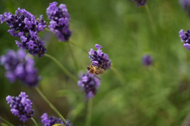 Lavanta çiçek açar, bir arı çiçek açar