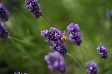 Lavanta çiçek açar, bir arı çiçek açar