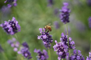 Lavanta çiçek açar, bir arı çiçek açar