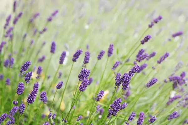 Lavanta çiçek açar, bir arı çiçek açar