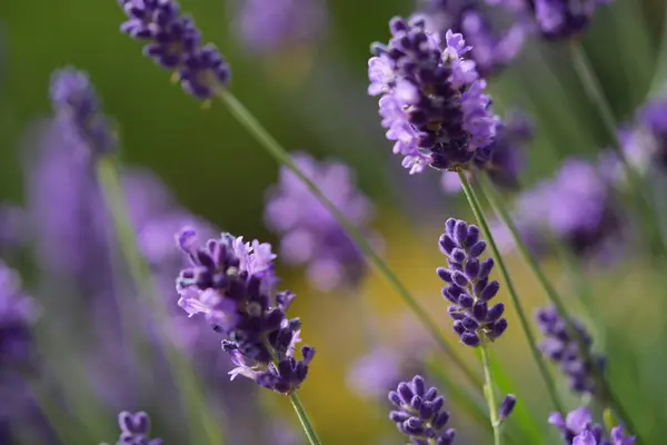 Lavanta çiçek açar, bir arı çiçek açar