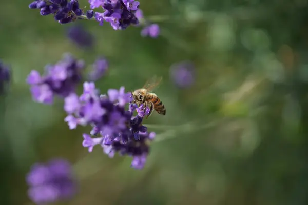 Lavanta çiçek açar, bir arı çiçek açar