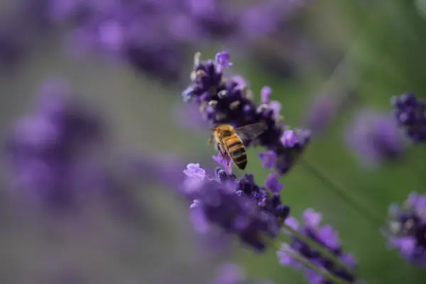 Lavanta çiçek açar, bir arı çiçek açar