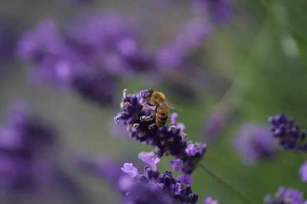 Lavanta çiçek açar, bir arı çiçek açar