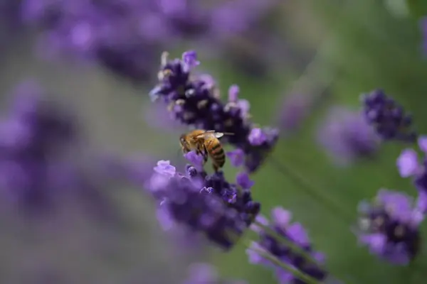 Lavanta çiçek açar, bir arı çiçek açar