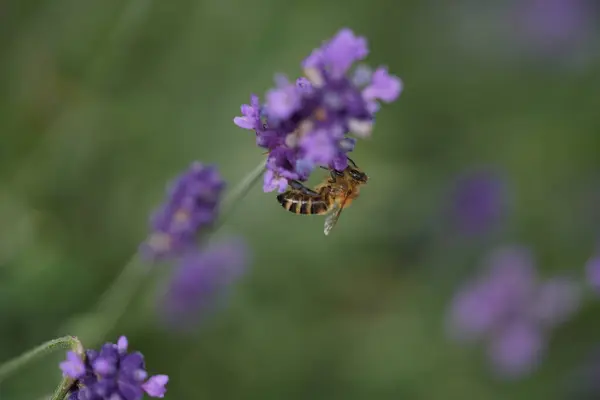 Lavanta çiçek açar, bir arı çiçek açar