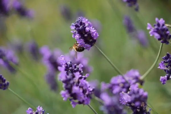 Lavanta çiçek açar, bir arı çiçek açar