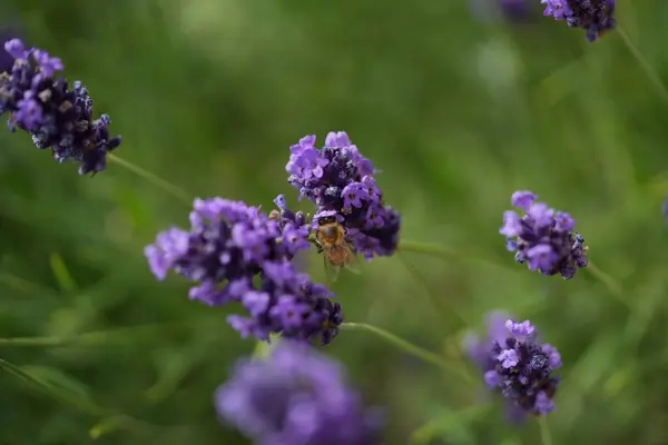 Lavanta çiçek açar, bir arı çiçek açar