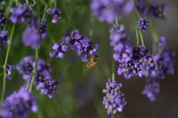 Lavanta çiçek açar, bir arı çiçek açar