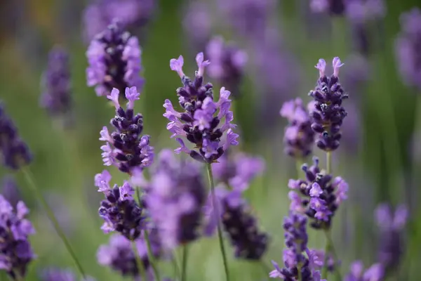 Lavanta çiçek açar, bir arı çiçek açar