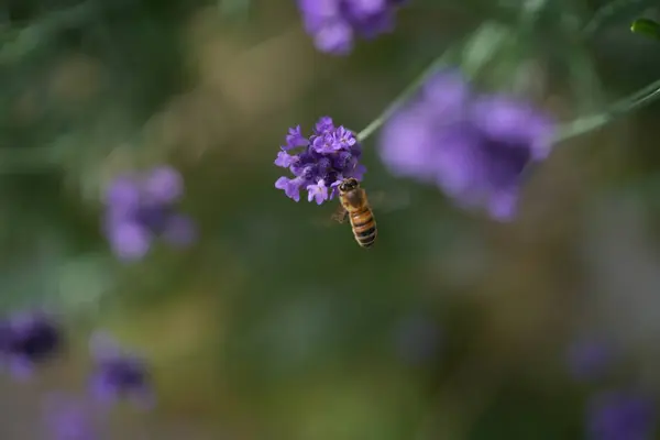 Lavanta çiçek açar, bir arı çiçek açar