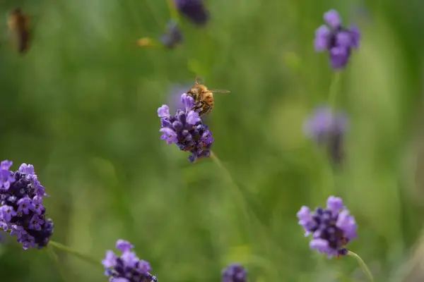 Lavanta çiçek açar, bir arı çiçek açar