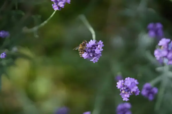 Lavanta çiçek açar, bir arı çiçek açar