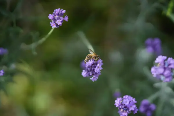 Lavanta çiçek açar, bir arı çiçek açar