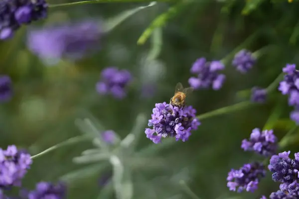 Lavanta çiçek açar, bir arı çiçek açar