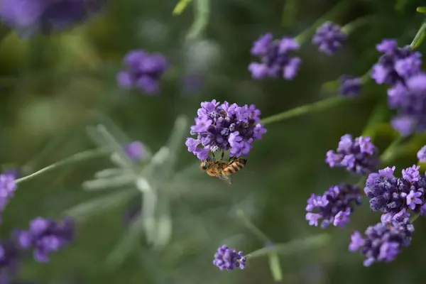 Lavanta çiçek açar, bir arı çiçek açar