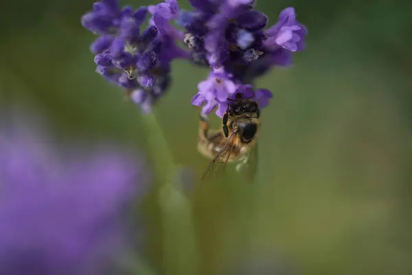 Lavanta çiçek açar, bir arı çiçek açar