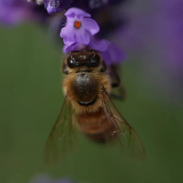 Lavanta çiçek açar, bir arı çiçek açar