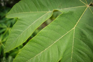 Yeşil yaprak dokusu arkaplanı 