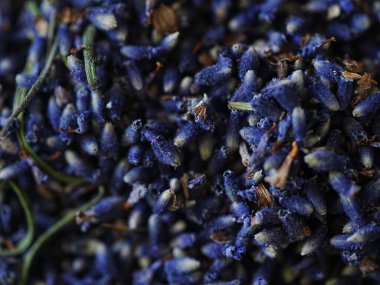 Lavanta arkaplan çiçek dokusu