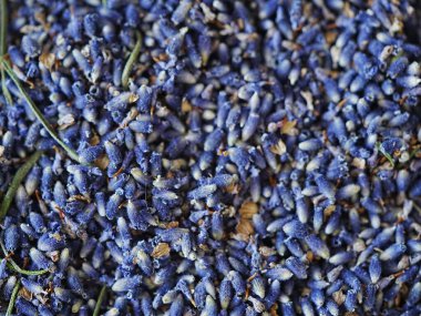 Lavanta arkaplan çiçek dokusu