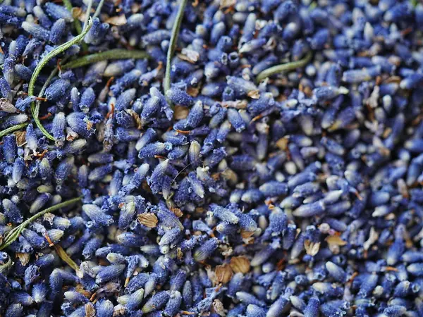 Lavanta arkaplan çiçek dokusu