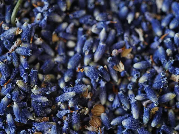 Lavanta arkaplan çiçek dokusu