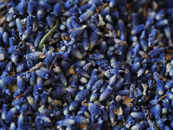 Lavanta arkaplan çiçek dokusu